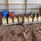 13-boxes-for-black-machine-kinze-planter-with-precision-corn-meters-image-1