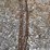 24’-log-chain-image-1