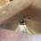 james-way-volume-belt-feeder,-40ft,-buyer-removes-themselves-image-5