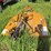 woods-rb60-image-2