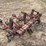 3-row-cultivator-image-1