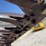 case-ih-1300-image-12