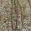 13’-log-chain-image-1