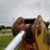 massey-ferguson-50e-image-64