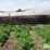continuous-fence-panels-image-2