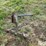 shop-built-3-pt-bale-spear-image-5