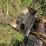 2016-caterpillar-262d-image-4