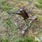 shop-built-3-pt-bale-spear-image-7