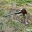 shop-built-3-pt-bale-spear-image-8