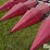 case-ih-964-image-13