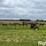case-ih-npx5300-image-8