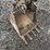 2017-takeuchi-tb230-image-8