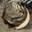16.9-34-clamp-on-duals-w/-10"-spacer-image-2
