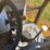 jcb-214-image-18