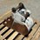 caterpillar-10-image-4