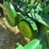 john-deere-b-image-44