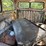 1959-willys-overland-wagon-image-12