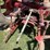 farmall-350-gas-tractor-image-11