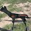 pabreak-coyote-shaped-reactive-shooting-target-image-1