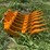 caterpillar-305-image-4