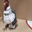 #408-•-metal-chicken-image-1