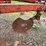 #4912-•-kvernelands-4-bottom-plow-image-14