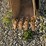 2003-bobcat-334d-image-38