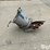 shivvers-electric-grain-spreader-image-4