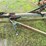 #4915-•-glencoe-field-cultivator-with-3-bar-harrow-image-15