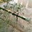 #4916-•-pull-type-3-bar-spike-tooth-harrow-image-14