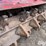 fecon-hydraulic-forehead-mulcher-skid-steer-attachment-image-16