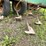 #4915-•-glencoe-field-cultivator-with-3-bar-harrow-image-18