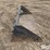 bobcat-80-image-4