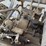 kubota-rtv900-image-24