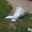 spread-all-110v-grain-spreader-image-5