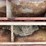 #4914-•-brillion-3-point-seeder-image-21