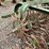 #4913-•-john-deere-3-point-rotary-hoe-image-8
