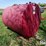 1000-gal-fuel-barrel-image-7