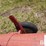 feterl-hydraulic-drive-8"x10'-truck-hopper-image-19