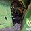 1983-john-deere-8450-image-16
