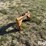 field-master-3-pt-quick-hitch-image-7