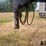 2018-wilson-livestock-trailer-image-9