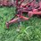 case-ih-490-image-18