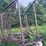 #2051-•-pasture,-harrow-image-6