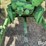 1956-john-deere-2-image-9