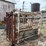 livestock-chute-image-6