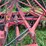 case-ih-490-image-19