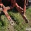 1970-allis-chalmers-190xt-image-13