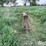 steel-13.5’-3-pt-harrow/drag-image-4