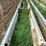 bottomless-feed-bunk-image-9
